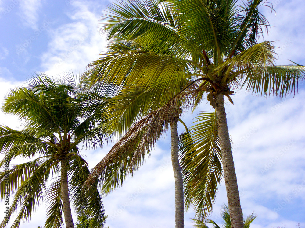 Obraz premium Cocotier en Martinique