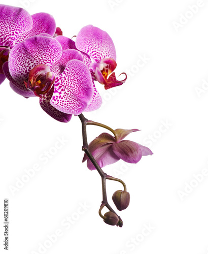 Fototapeta Naklejka Na Ścianę i Meble -  Purple orchid flowers isolated on white background