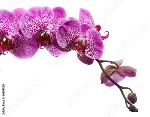 Fototapeta Naklejka Na Ścianę i Meble -  Purple orchid flowers isolated on white background