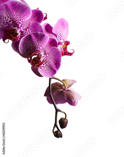 Fototapeta Naklejka Na Ścianę i Meble -  Purple orchid flowers isolated on white background