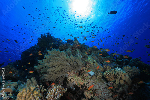 Fototapeta Naklejka Na Ścianę i Meble -  Colorful fish in the tropical reef of the red sea