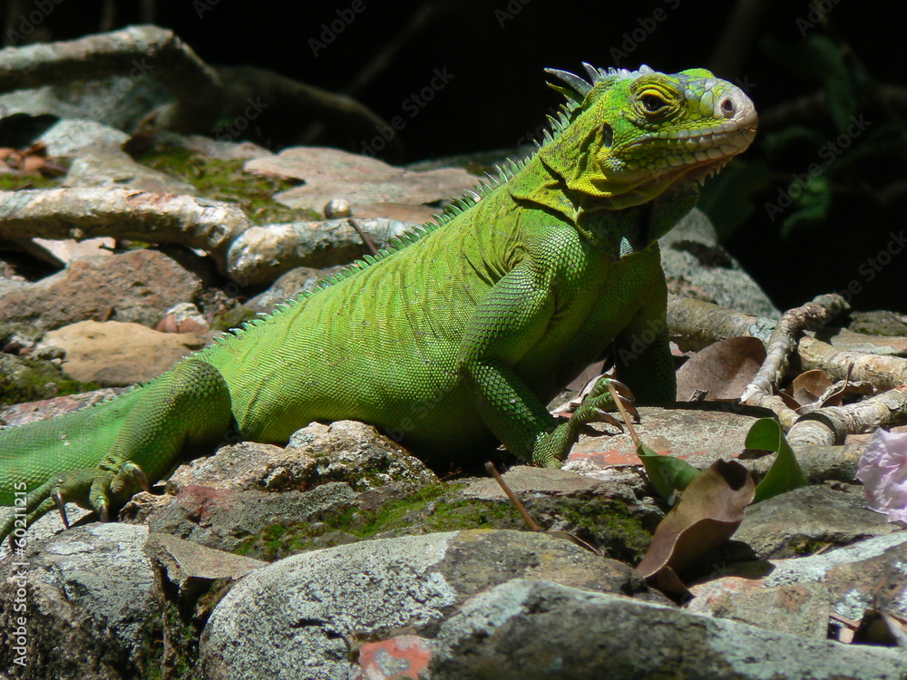 Iguane (Iguana delicatissima), Ilet Chancel, Martinique Iguane (Iguana delicatissima), Ilet Chancel, Martinique