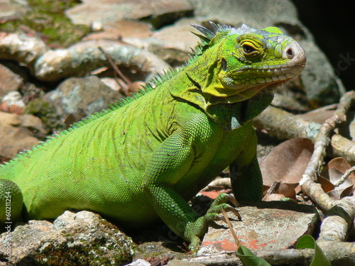 Wallpaper Mural Iguane (Iguana delicatissima), Ilet Chancel, Martinique Torontodigital.ca