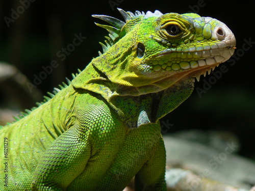 Iguane (Iguana delicatissima), Ilet Chancel, Martinique