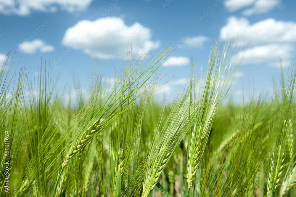 green wheat field and blue sky spring landscape green wheat field and blue sky spring landscape