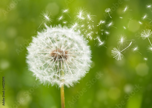 dandelion with flying seeds