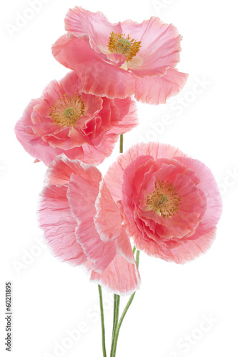 Fototapeta Naklejka Na Ścianę i Meble -  poppy