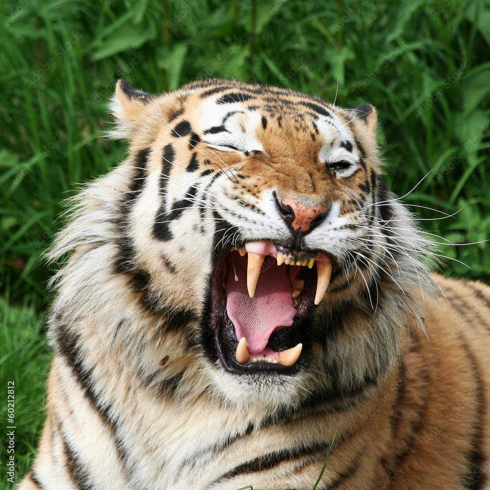 Obraz premium gähnender Tiger