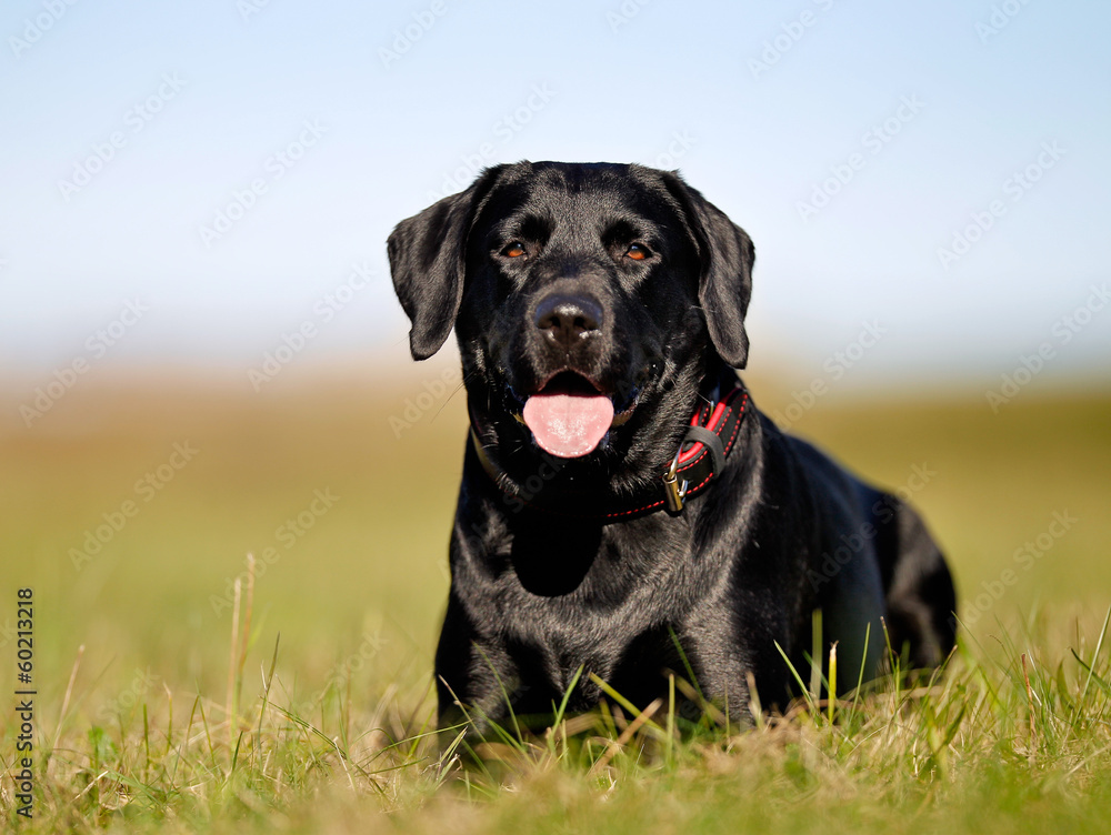 Black labrador