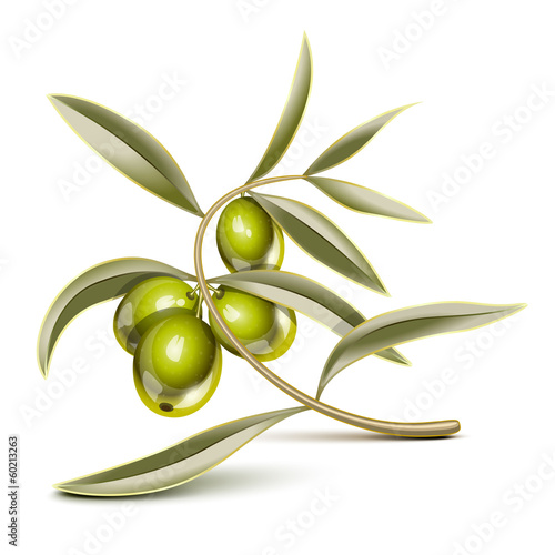 Green olives branch