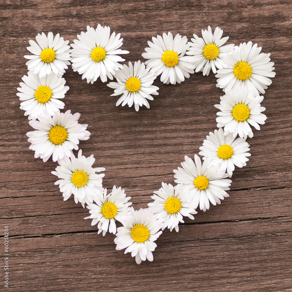 Obraz premium Blumenherz auf Holz, Gänseblümchen, ich hab dich lieb