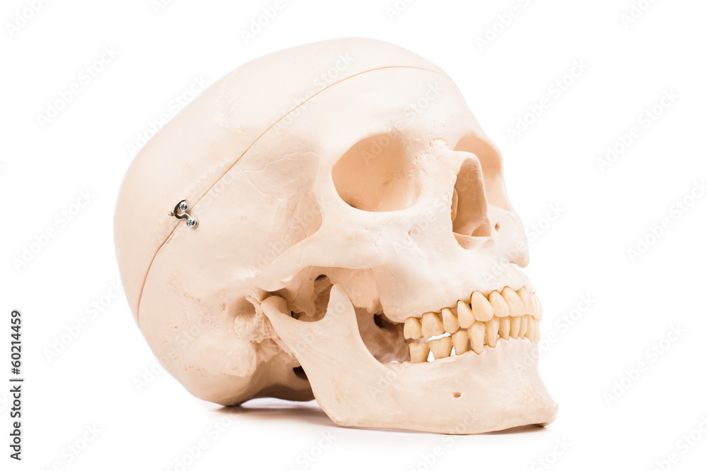 human skull model isolated on white human skull model isolated on white