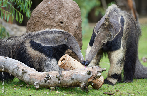Two anteaters licking with tongue