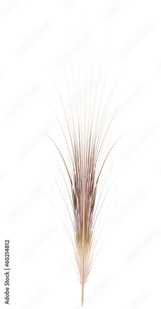 Obraz premium Feather isolated on the white background