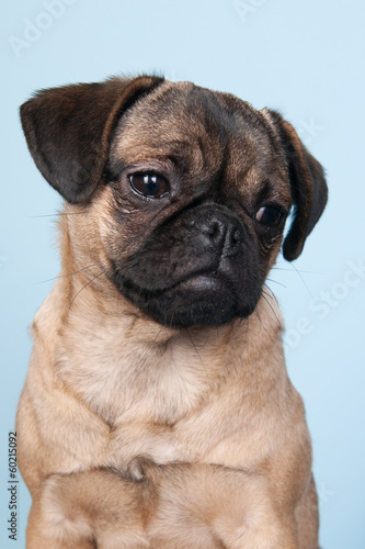 Puppy pug on blue background © Ivonne Wierink