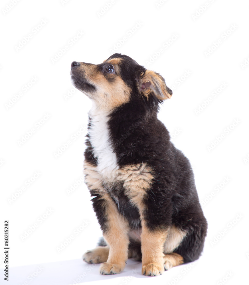 Cute puppy isolated on white background Cute puppy isolated on white background