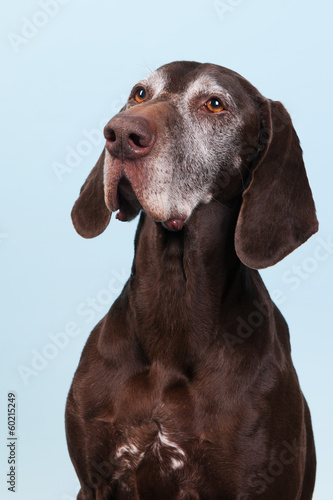 Portrait old dog