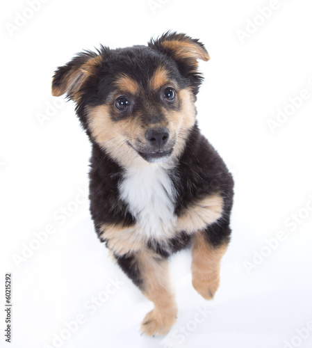 Cute puppy isolated on white background