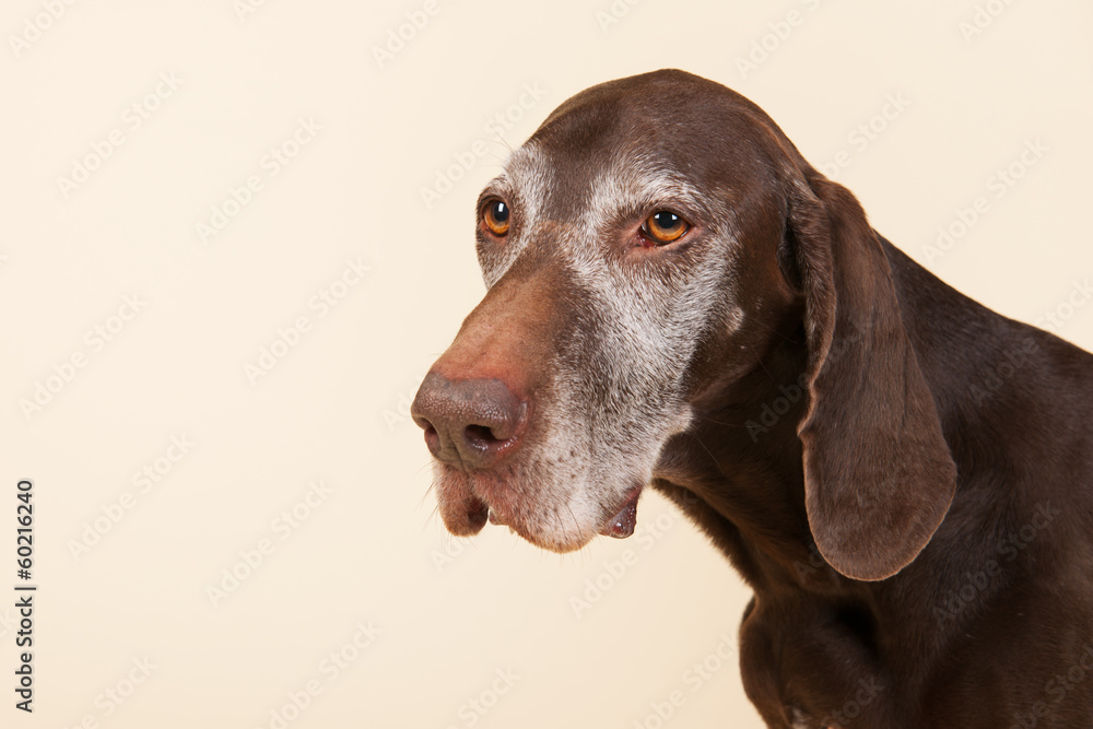 German shorthaired pointer