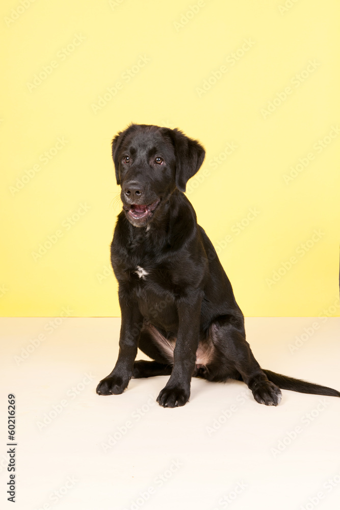 Cross breed dog on yellow background Cross breed dog on yellow background