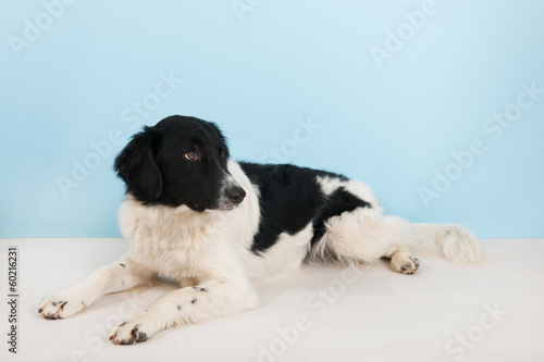 Black and white dog