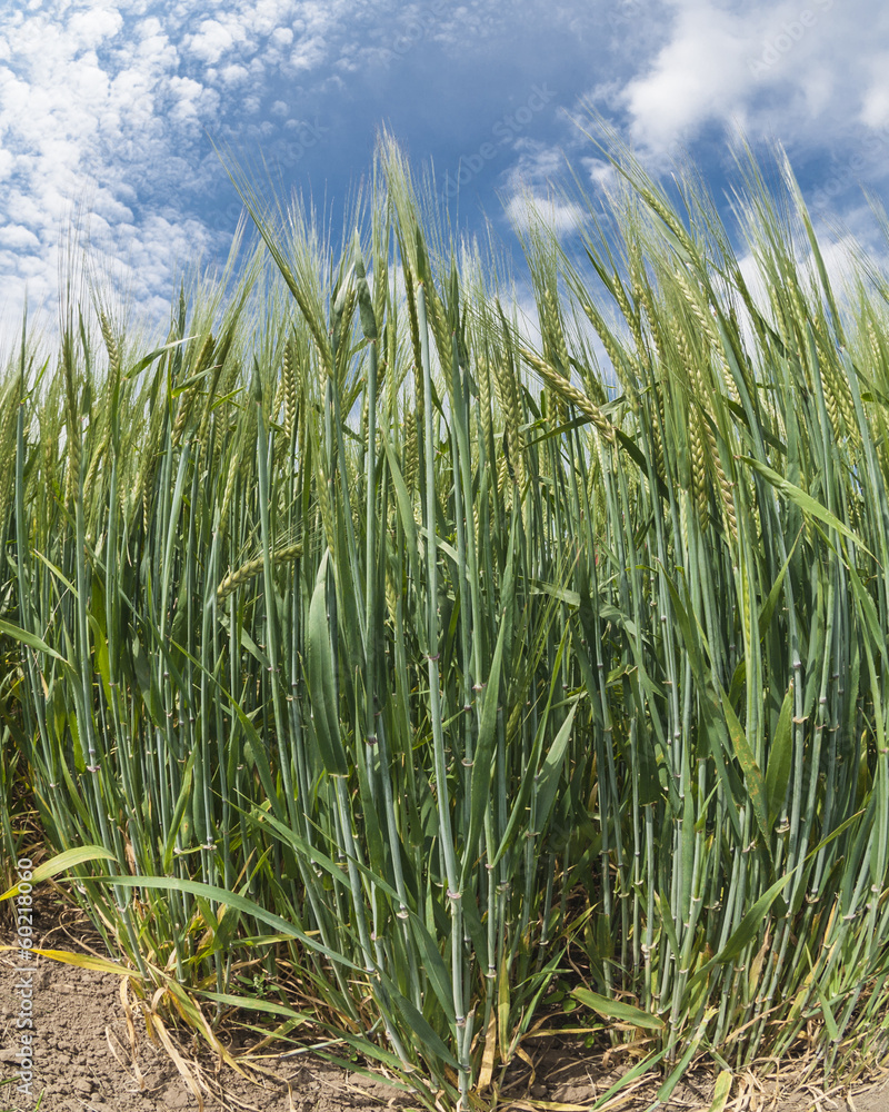 Obraz premium Wheat field