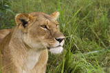 Lioness in the grass