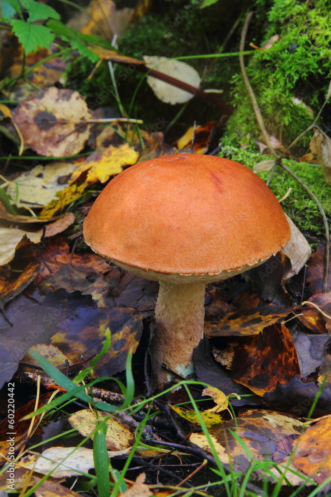 Aspen mushroom. Aspen mushroom.