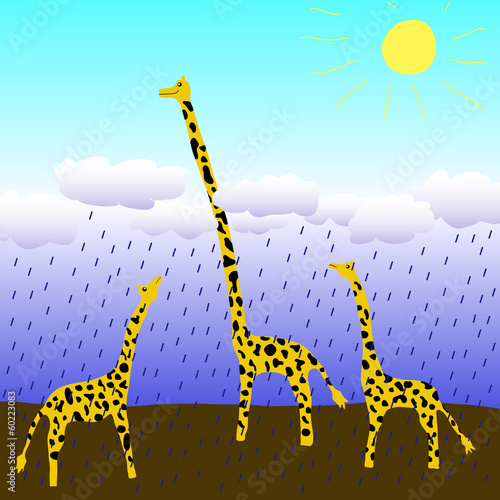 Photography giraffes