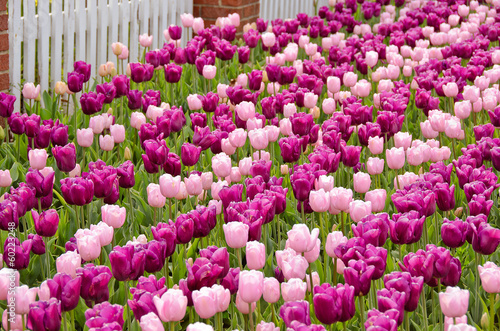 Dutch pink tulip garden