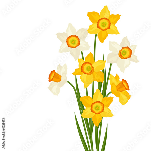Bouquet of flowers narcissus on white background.