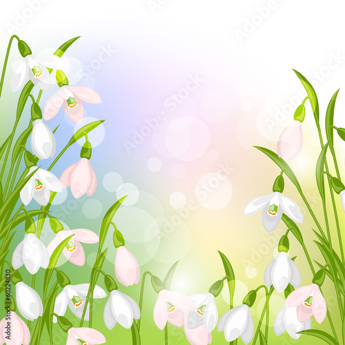 Spring flowers snowdrops natural background.