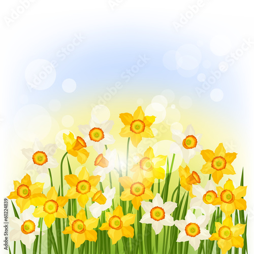 Spring flowers narcissus natural background.