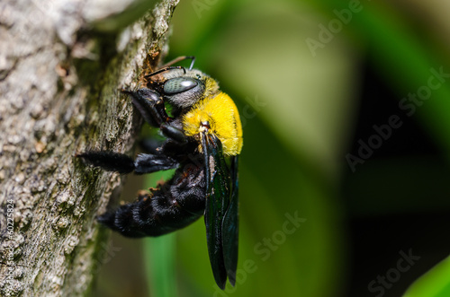 Carpenter bee in the nature