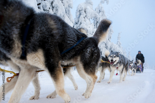 sledge dogging, Sedivacek's long, Czech Republic photo