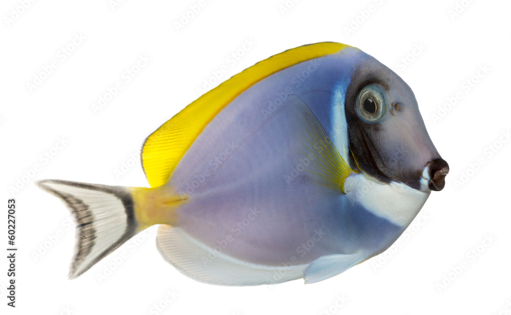 Naklejka premium Side view of a Powder blue tang, Acanthurus leucosternon