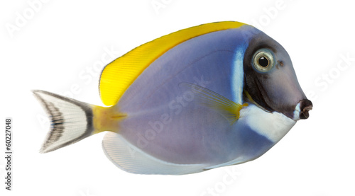 Side view of a Powder blue tang, Acanthurus leucosternon