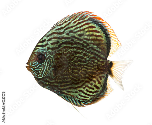 Side view of a Blue snakeskin discus, Symphysodon aequifasciatus