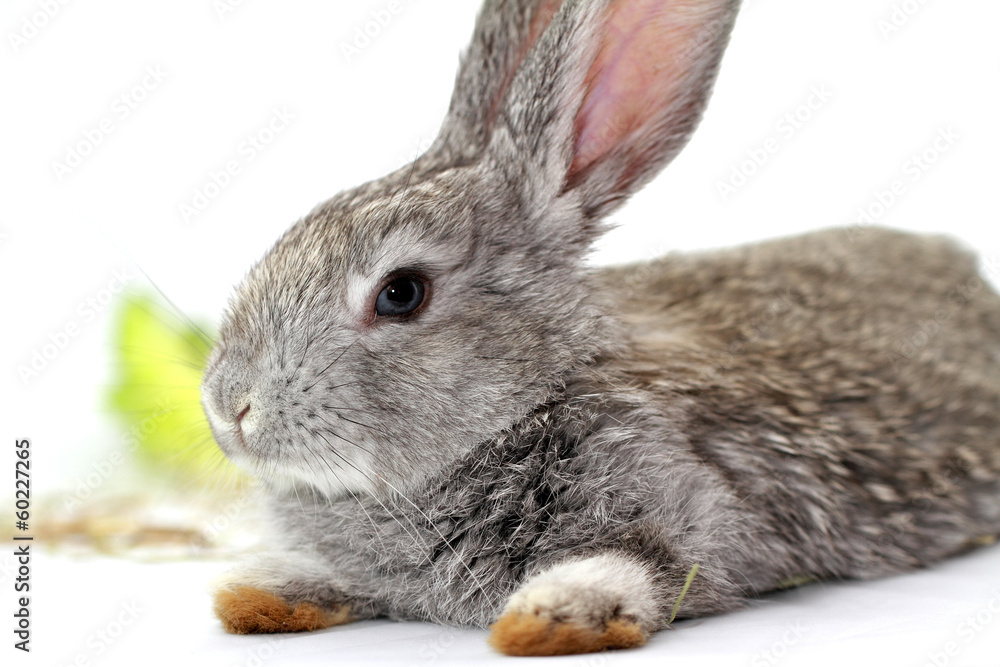 Fototapeta premium Gray rabbit
