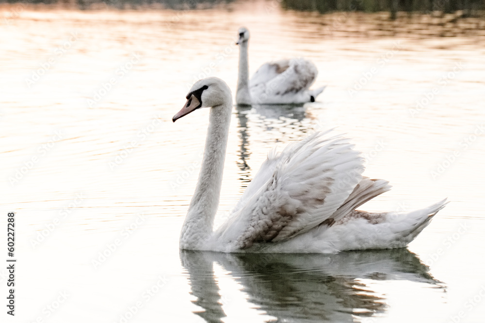 Fototapeta premium Lonely swan