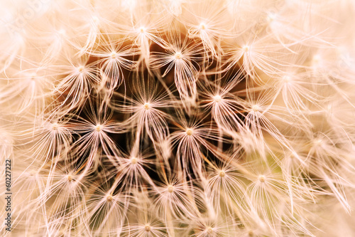 The Dandelion background.