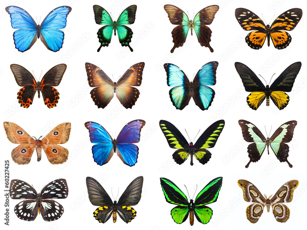 Obraz premium Tropical butterflies