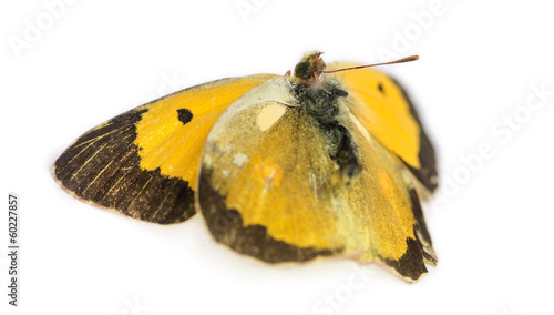 Canvas Print Dead butterfly after a frontal hit with a car, isolated on white