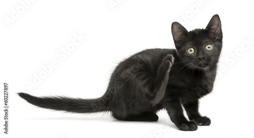 Black kitten scratching, looking at the camera, 2 months old