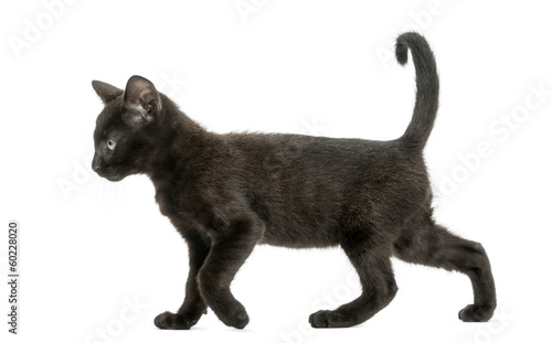 Side view of a Black kitten walking, 2 months old, isolated