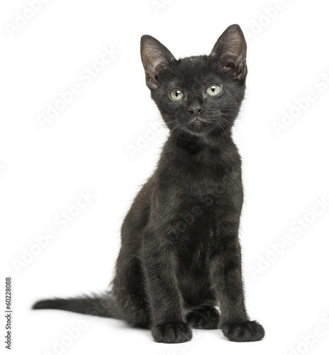 Fototapeta Naklejka Na Ścianę i Meble -  Black kitten sitting, looking up, 2 months old, isolated