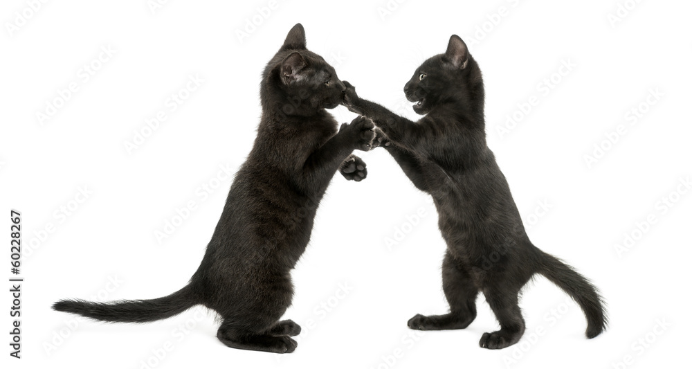 Side view of two Black kittens playing, 2 months old, isolated