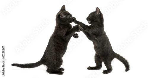 Side view of two Black kittens playing, 2 months old, isolated © Eric Isselée