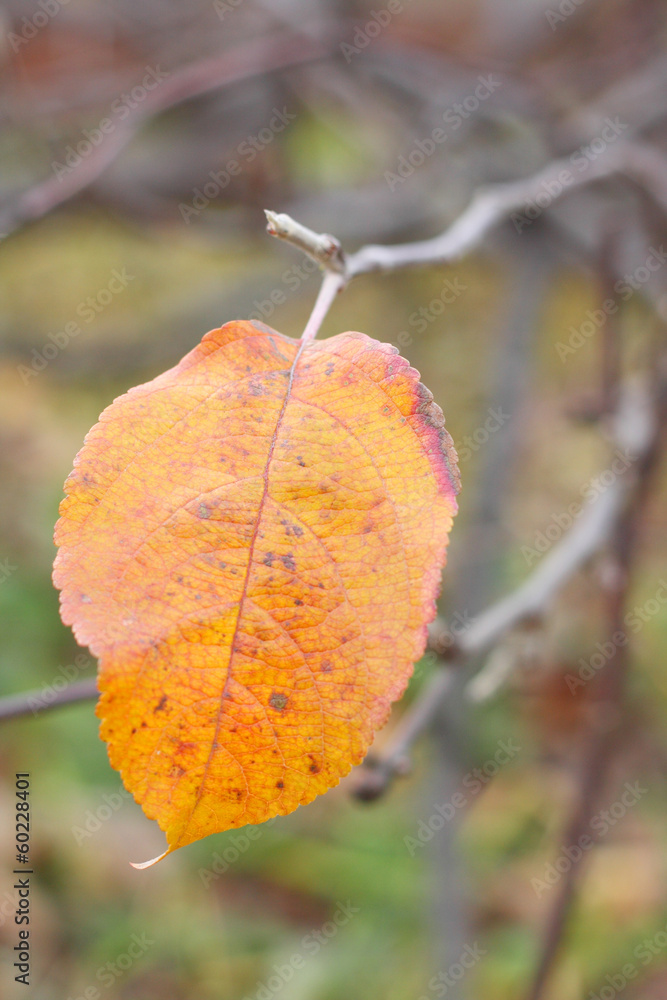 Obraz premium Yellow leaf