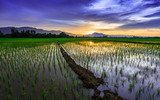 Young rice field against reflected sunset sky